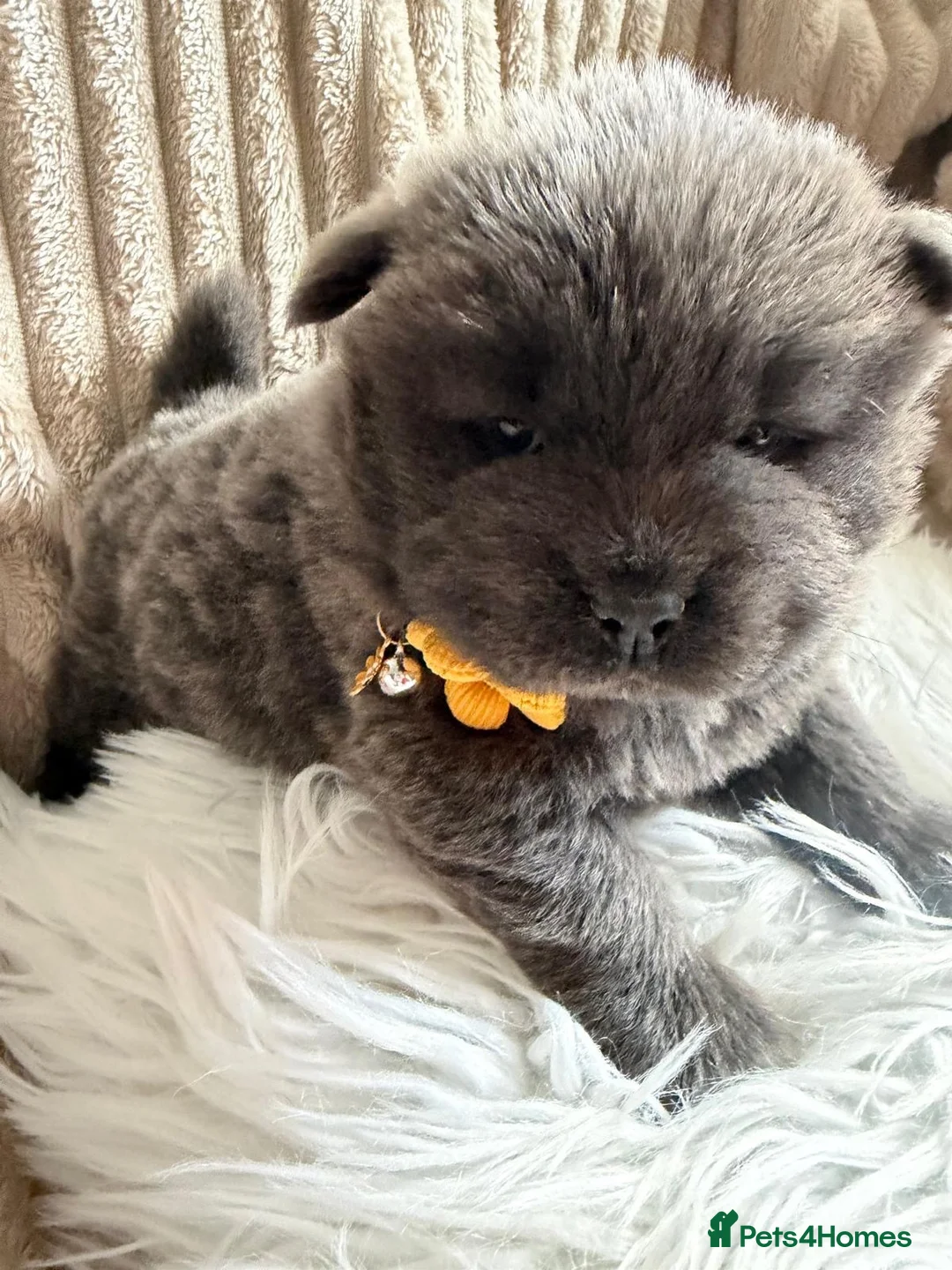 Chow Chow dogs for sale: 🧬 KC pure pedigree champion pups 🐻  - Advert 9