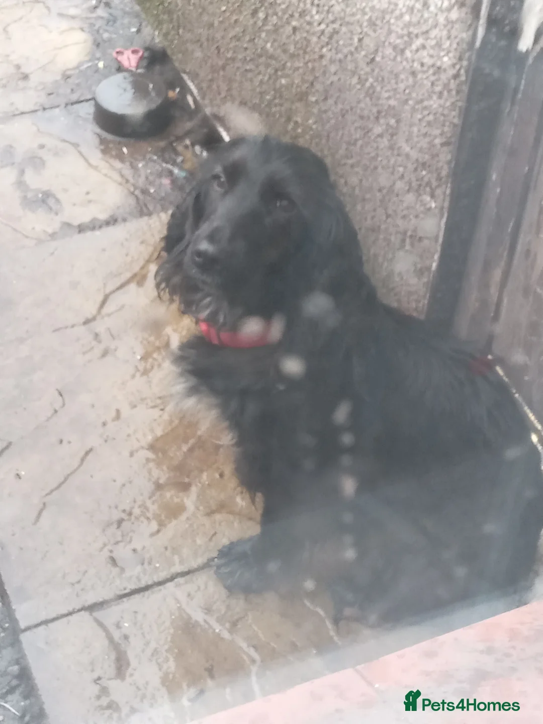 Cocker Spaniel dogs for sale: Female cockerspaniel mum she's 3 black chocolate  in Manchester - Advert 1