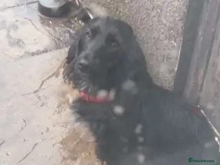 Cocker Spaniel dogs Female cockerspaniel mum she's 3 black chocolate - Advert 2