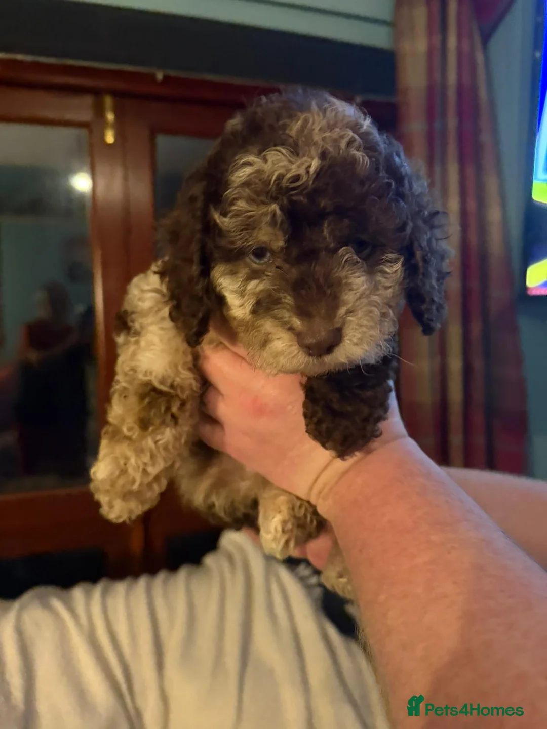 Cockapoo dogs for sale: Cockapoo - Advert 11