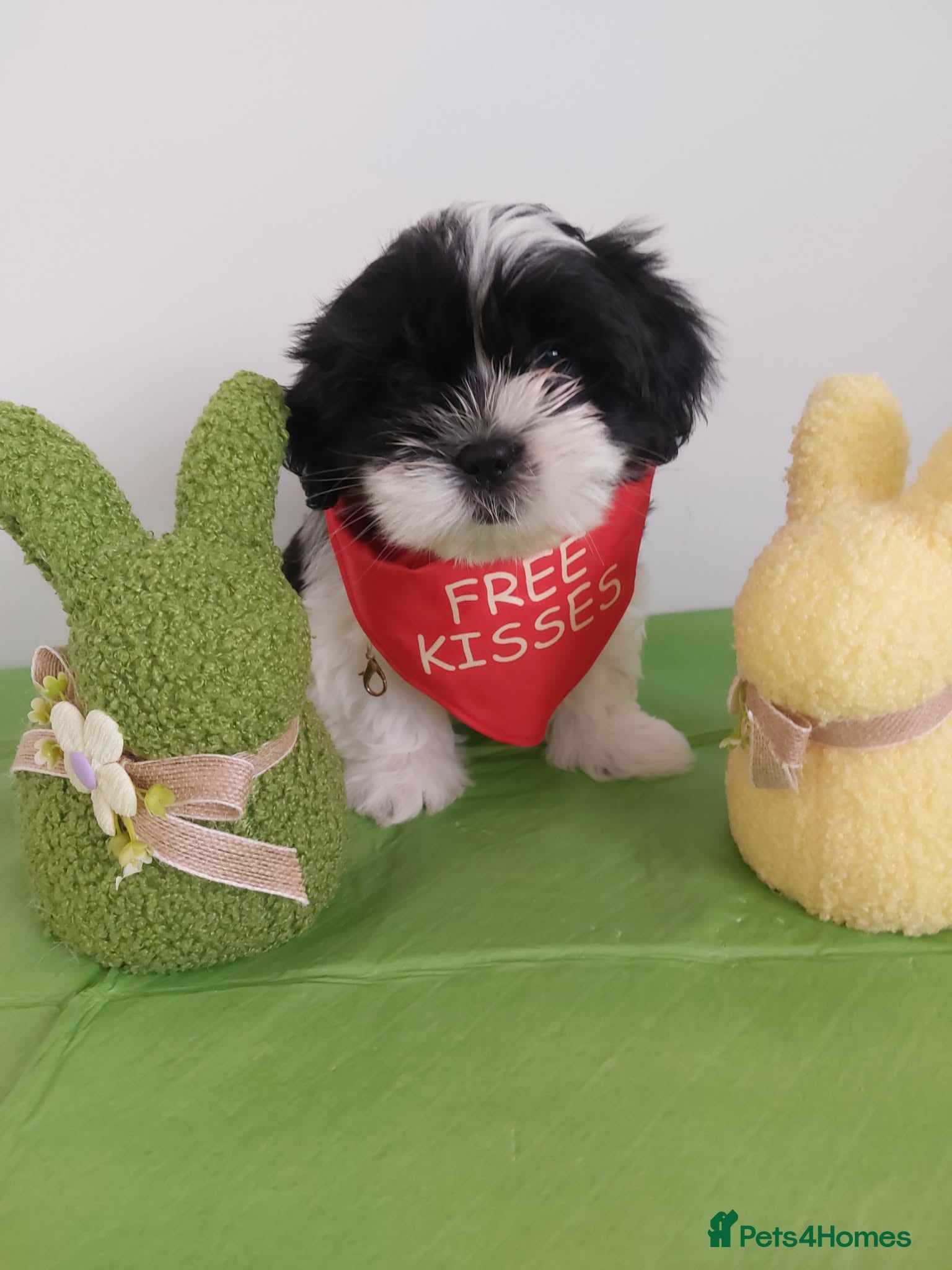 Shih Tzu dogs Last Beautiful Shih Tzu Puppy left - Liam 💛💚❤️🩷 - Advert 1