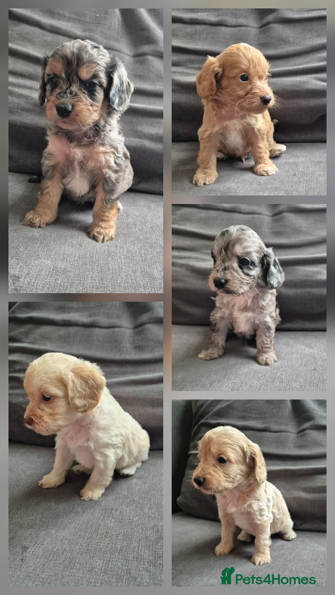 Cockapoo dogs F1 Cockapoo babies - ready start july   - Advert 1