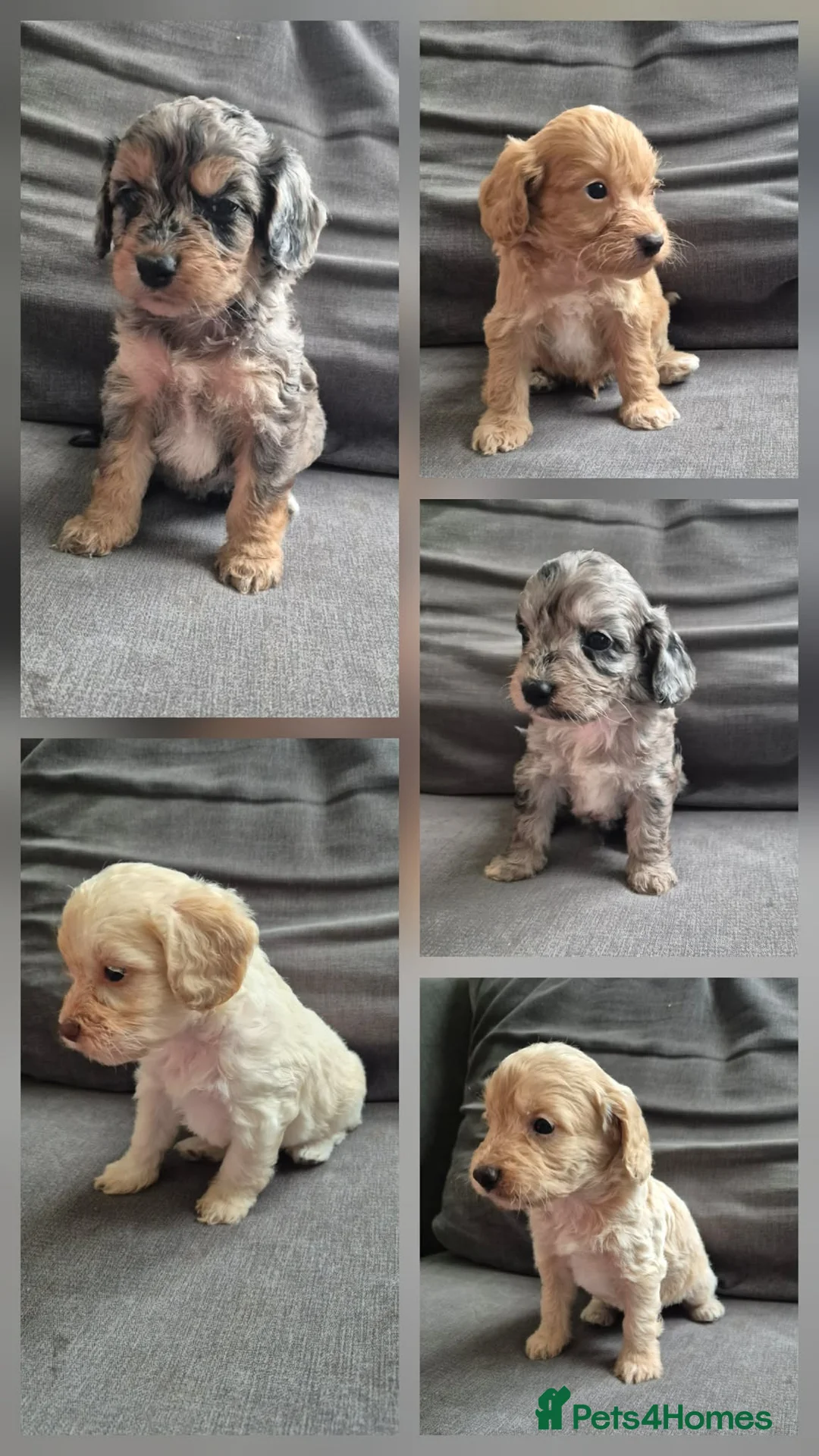 Cockapoo dogs for sale: F1 Cockapoo babies - ready start july   - Advert 1