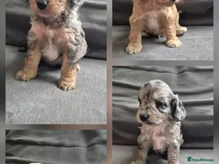 Cockapoo dogs F1 Cockapoo babies - ready start july - Advert 1