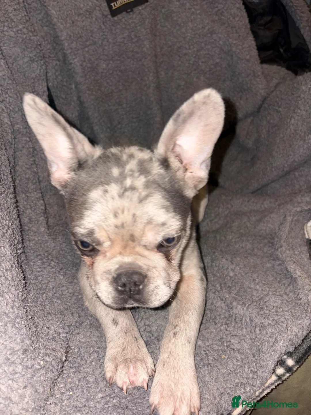 French Bulldog dogs for sale: French bulldog puppy in Nuneaton - Advert 2