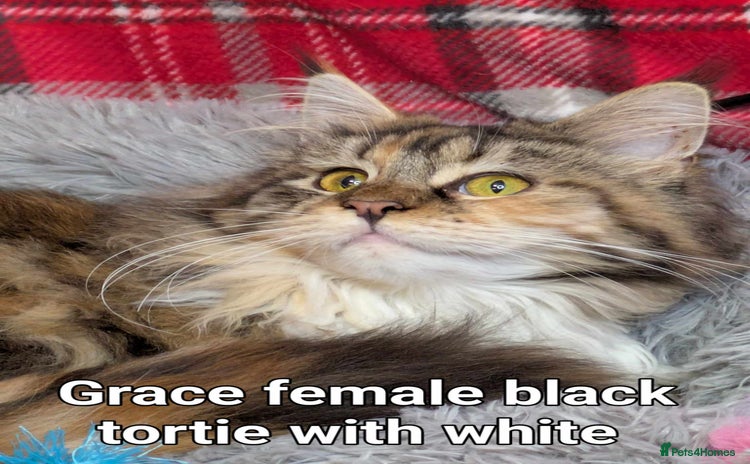 Maine Coon cats - Advert 2