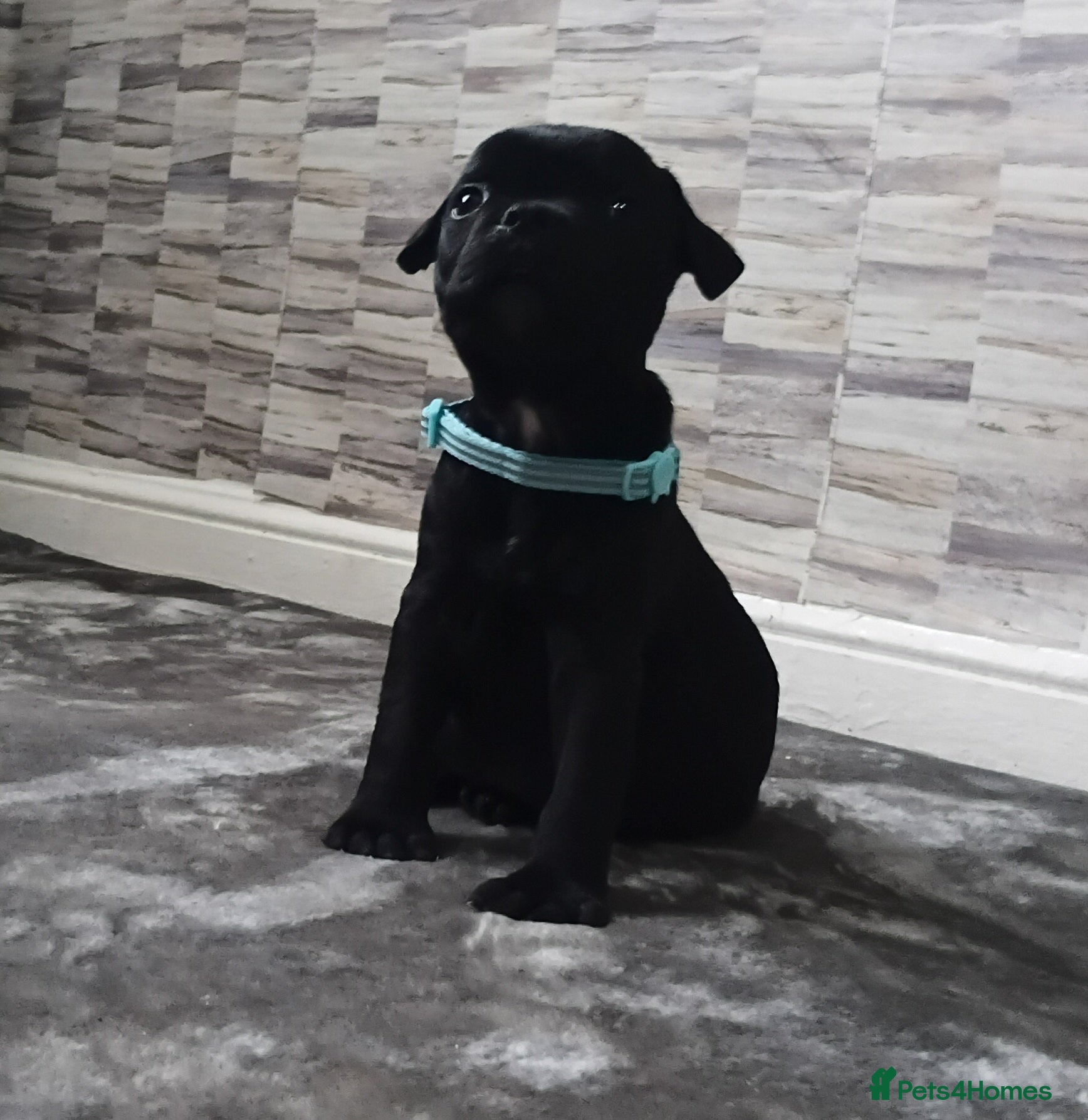 Staffordshire Bull Terrier dogs STAFFORDSHIRE BULL TERRIERS BLUE TO BLACK  - Advert 10