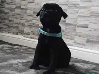 Staffordshire Bull Terrier dogs STAFFORDSHIRE BULL TERRIERS BLUE TO BLACK - Advert 2