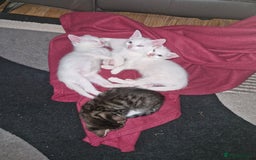 Siamese cats for sale: Siamese /balinese cross kittens - Image 14