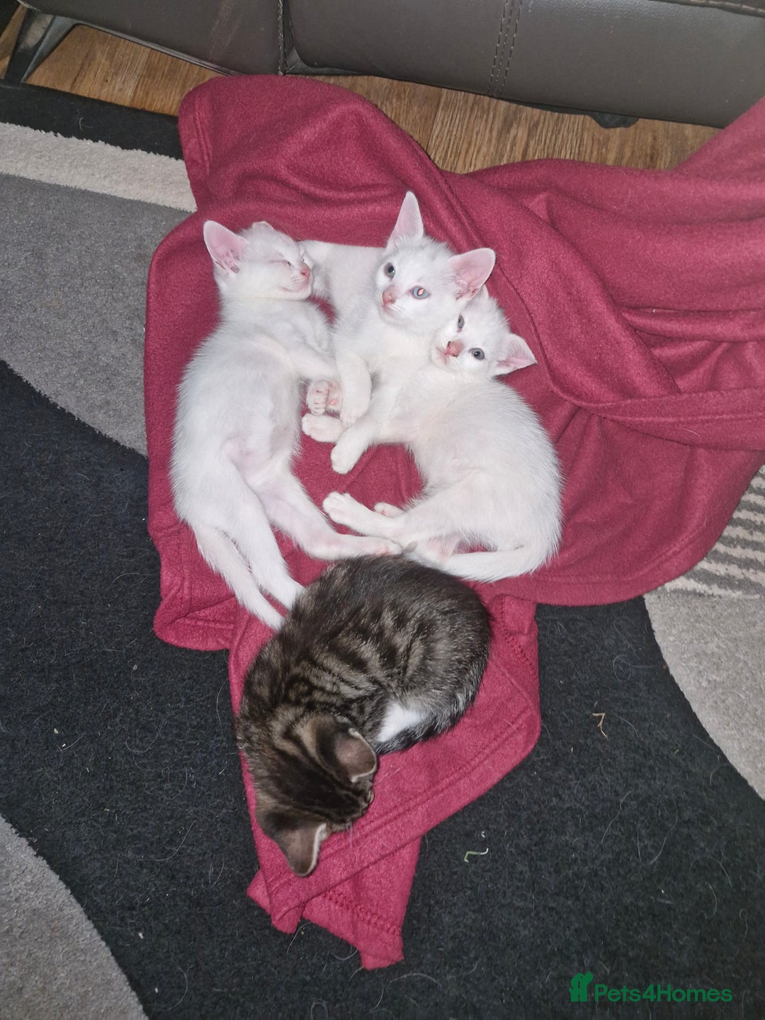 Siamese cats for sale: Siamese /balinese cross kittens - Image 14