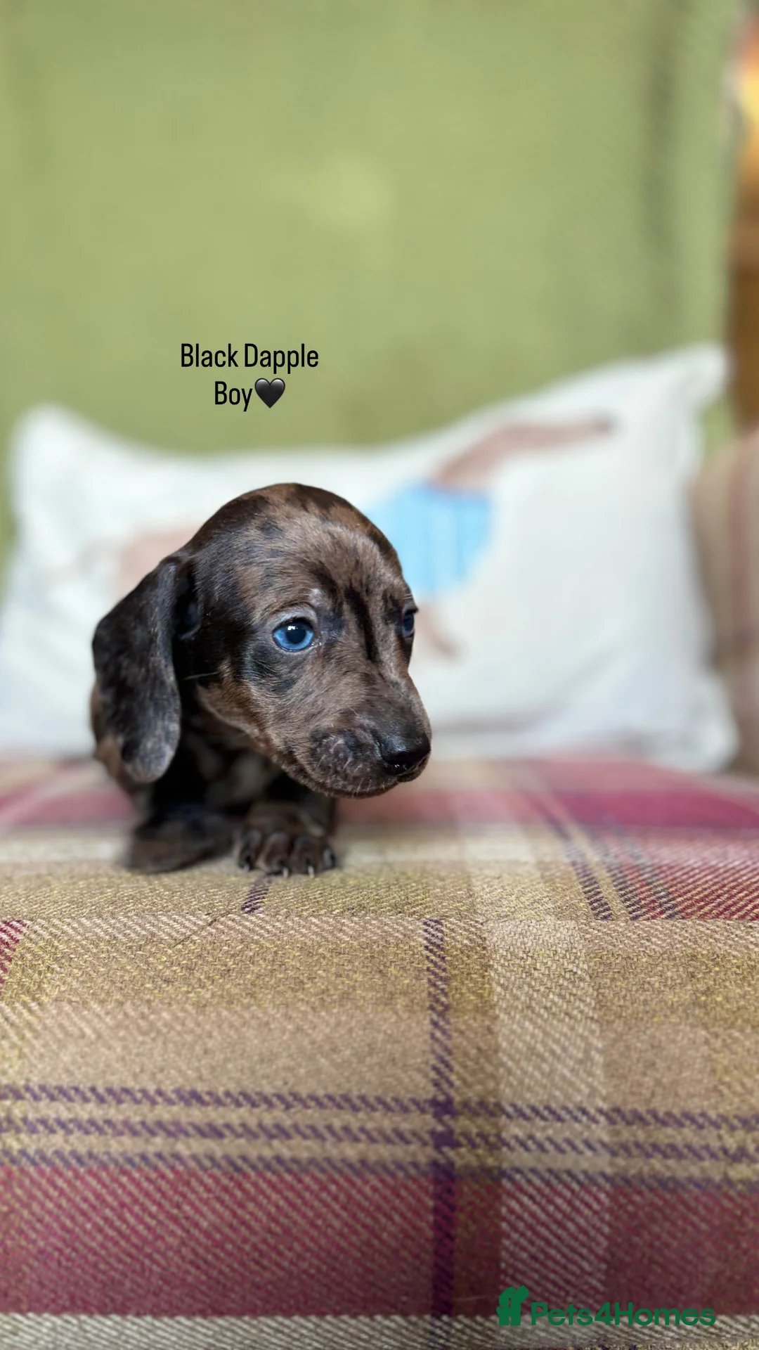 Miniature Dachshund dogs for sale: SMOOTH HAIRED MINIATURE DACHSHUNDS🖤 - Advert 7