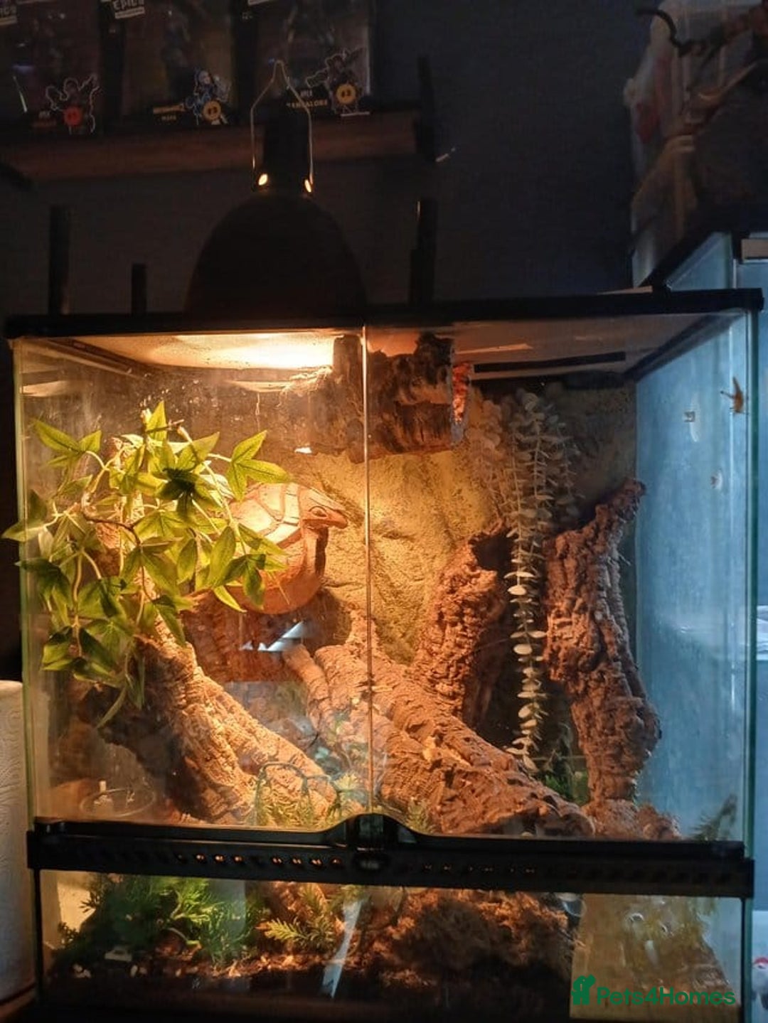 Gecko reptiles for sale: 1.1 Breeding Pair of Tokay Geckos w full set up. - Image 5