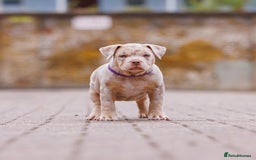 American Bully dogs for sale: REAL QUALITY BULLYS READY  - Image 8