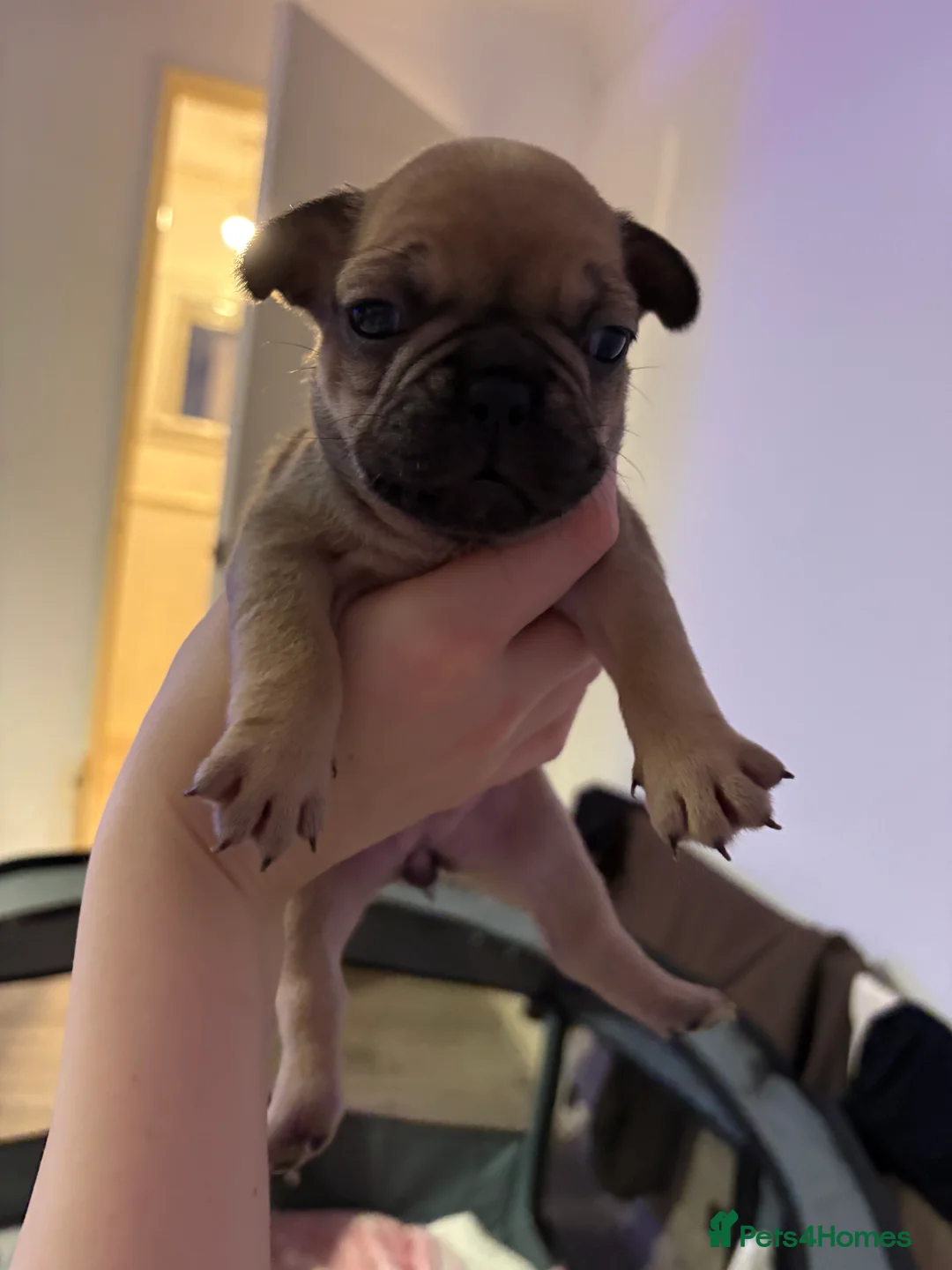 French Bulldog dogs for sale: French Bulldog Puppies - Advert 16