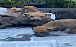 Lurcher dogs for sale: GOLDEN DEERHOUND LURCHER PUPPIES  - Image 6