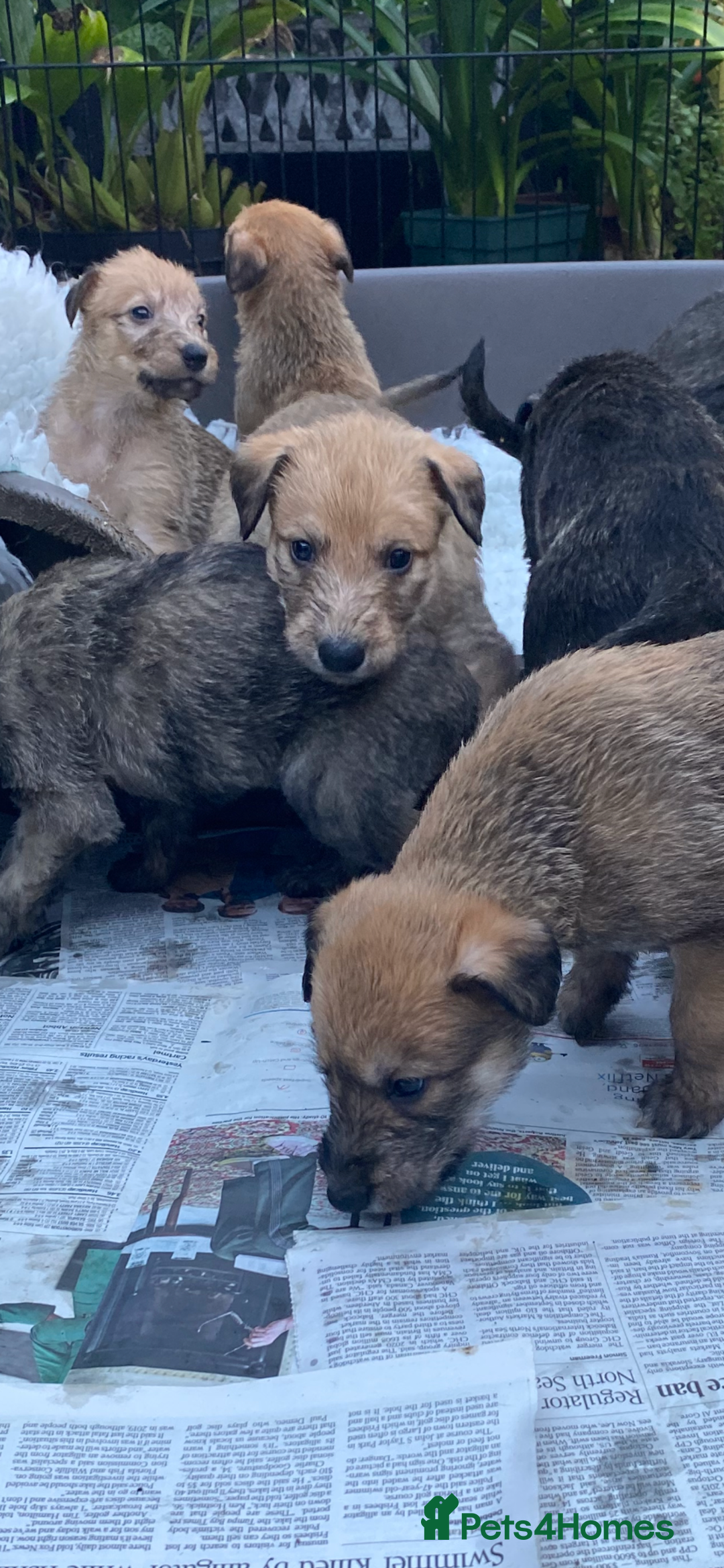 Lurcher dogs for sale: GOLDEN DEERHOUND LURCHER PUPPIES  - Image 6