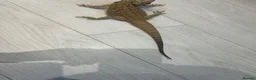 Mixed Breed reptiles for sale: UPDATED Multiple reptiles needing new homes - Advert 6