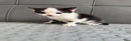 Mixed Breed cats for sale: 4 kittens for sale  - Advert 9