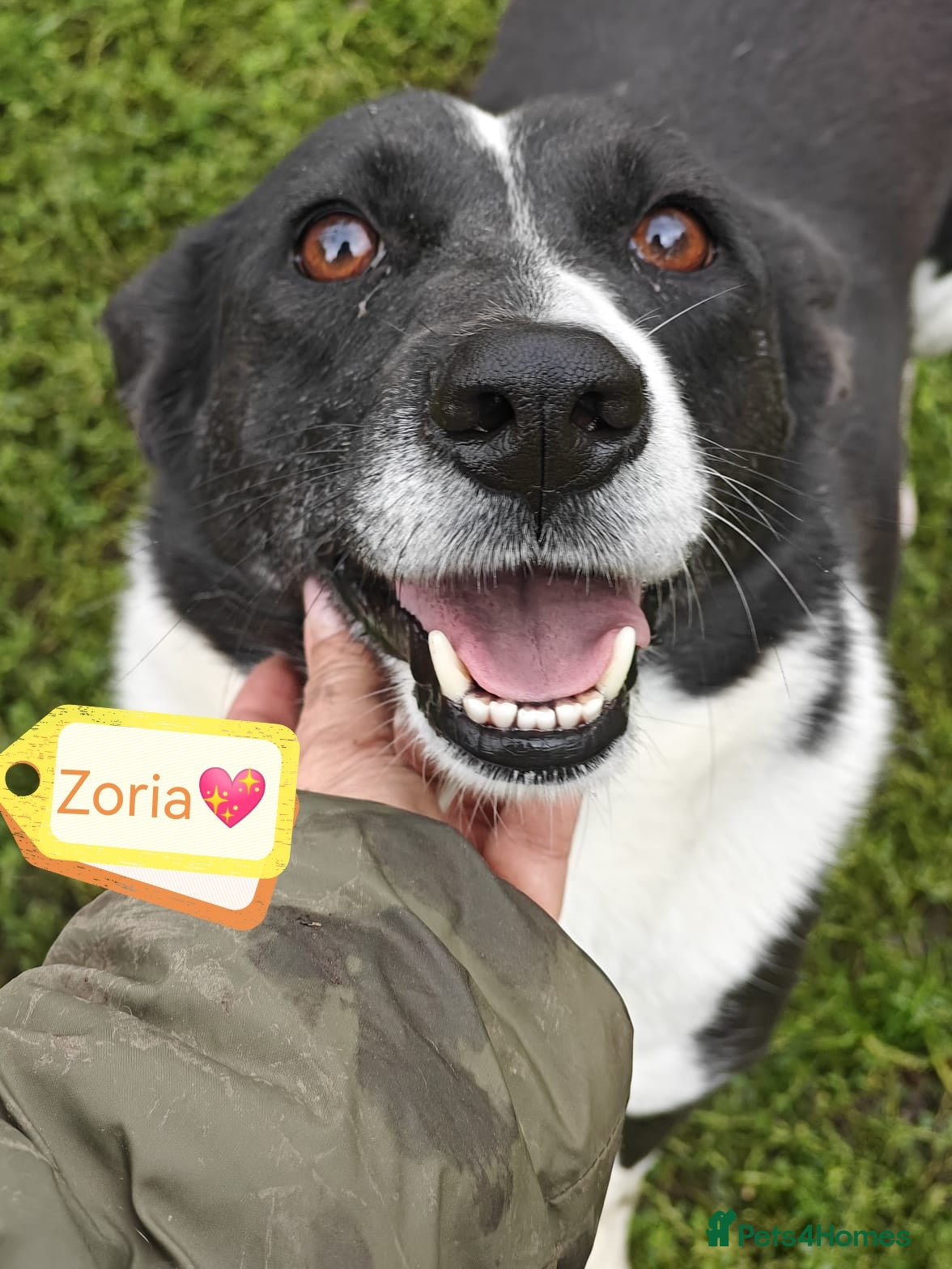 Mixed Breed dogs 💖🐶 ZORIA 🐶💖 - Advert 1