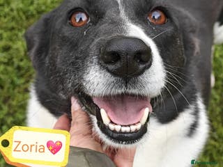 Mixed Breed dogs 💖🐶 ZORIA 🐶💖 - Advert 1