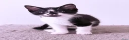 Domestic Shorthair cats for sale: Stunning British Tabby Kittens – Ready April 4th - Advert 30