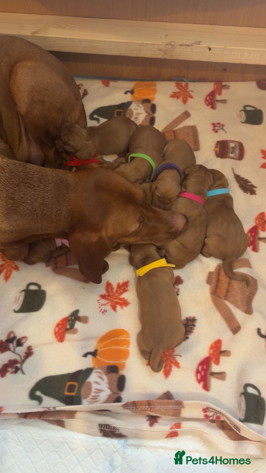 Hungarian Vizsla dogs for sale: Hungarian Vizsla Puppies, 5th generation pedigree - Advert 5
