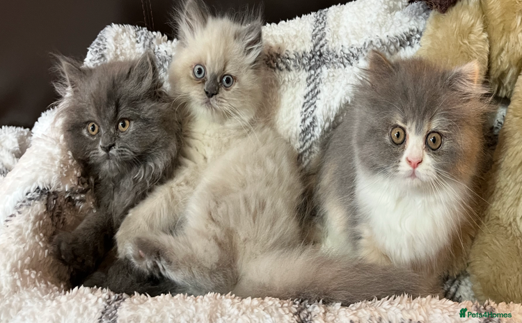 Persian cats - Advert 2