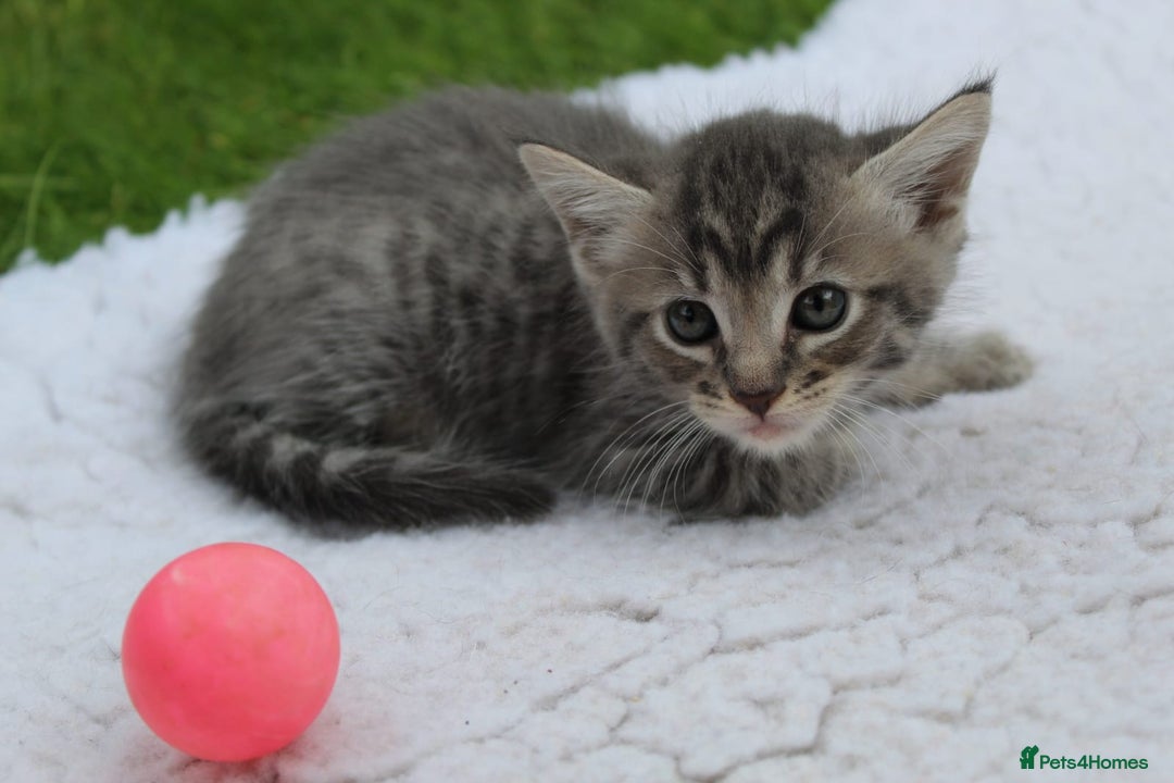 Savannah cats for sale: Stunning Savannahx Maine coons - Image 9