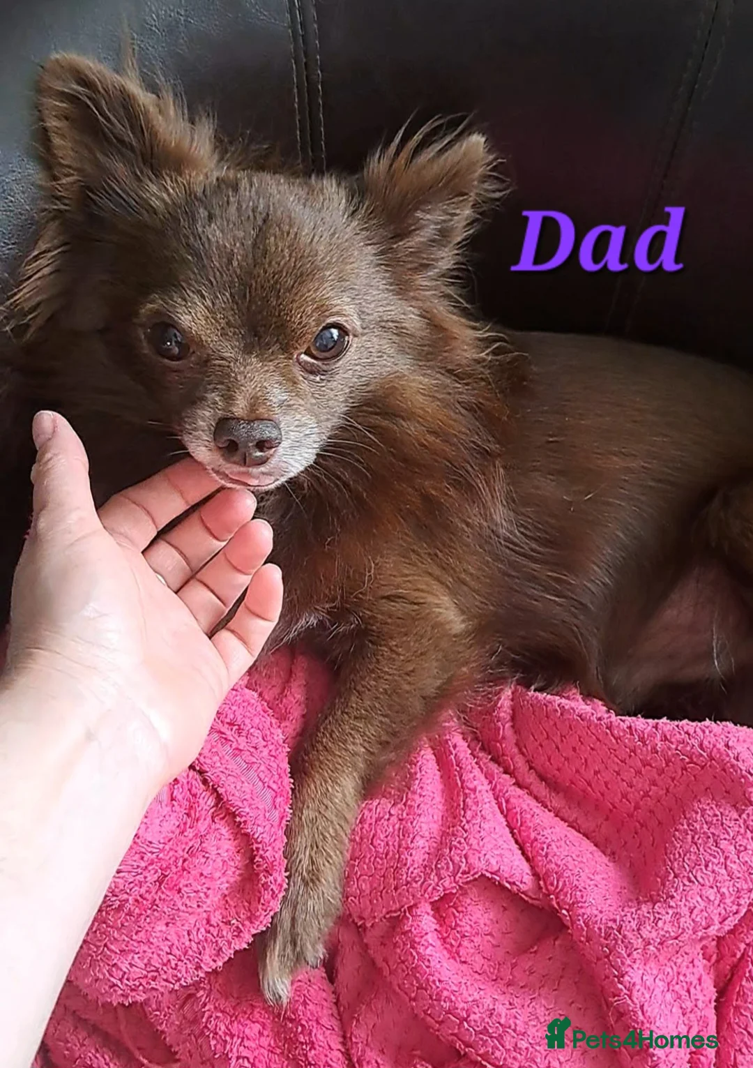 Chihuahua dogs for sale: 10 week old male long coat chihuahua pup - Advert 23