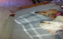 Mixed Breed dogs for sale: Patterdale mix - Image 22