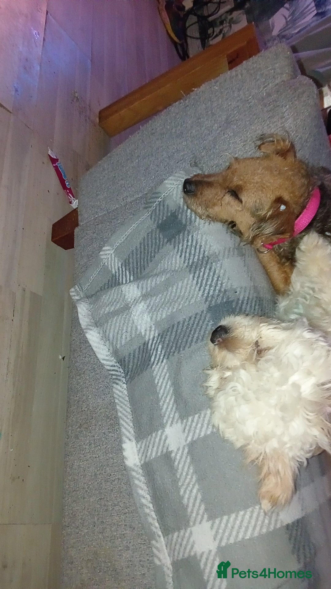 Mixed Breed dogs for sale: Patterdale mix - Image 22