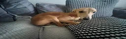 Whippet dogs for stud: Petite Male Whippet to Stud  - Advert 3