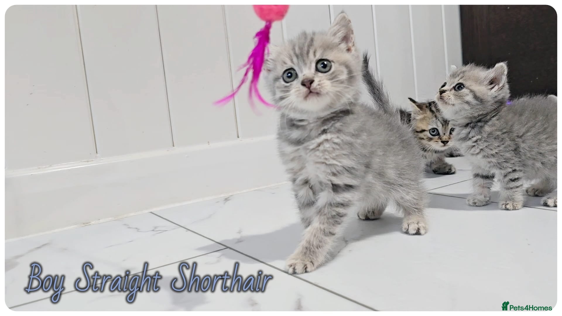 Scottish Fold cats Scotish fold kittens - Advert 1