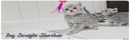Scottish Fold cats for sale: Scotish fold kittens - Advert 1