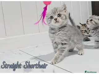 Scottish Fold cats Scotish fold kittens - Advert 1