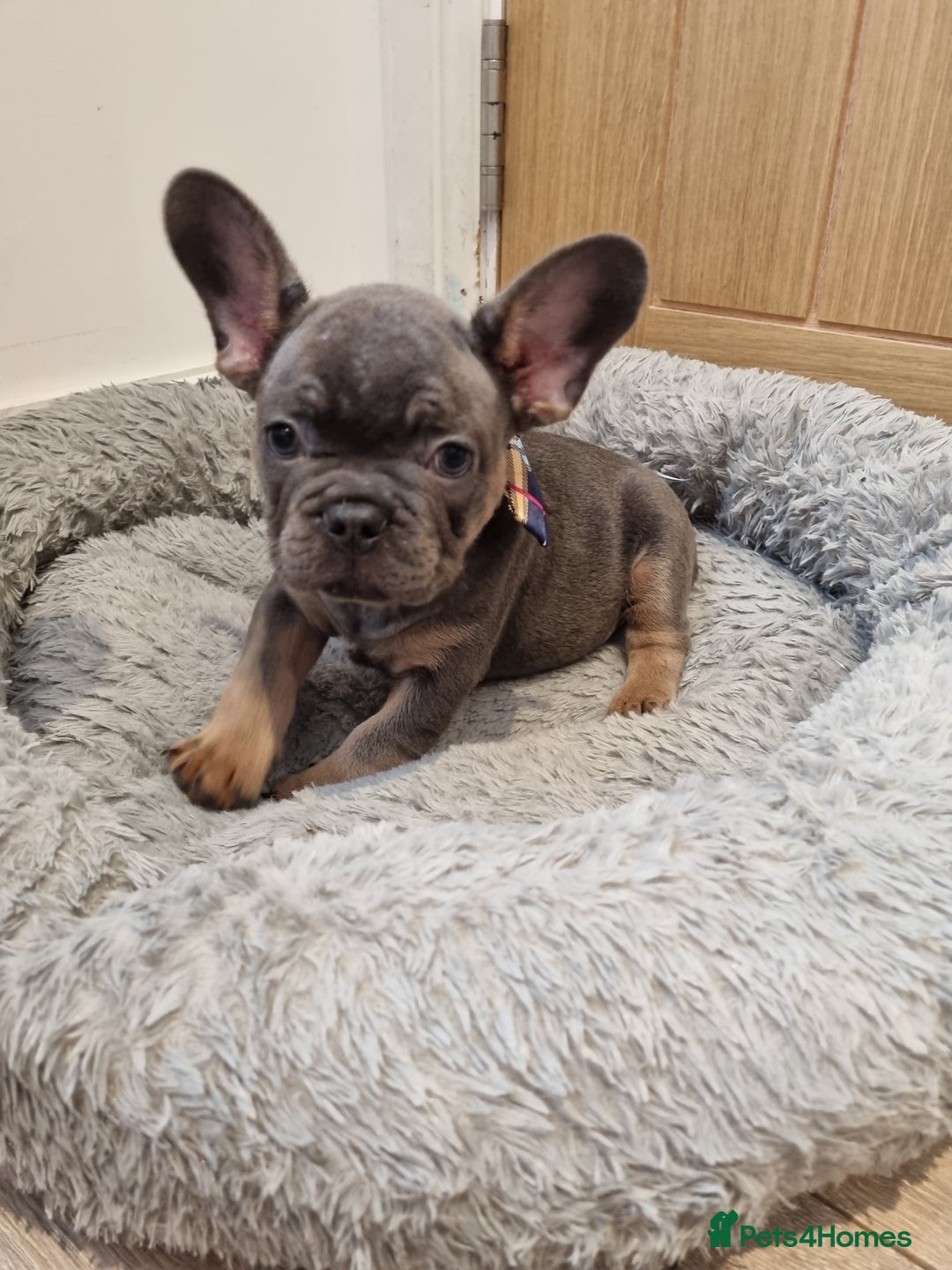 French Bulldog dogs for sale: Quality french bulldogs available to leave 🐾 - Image 1