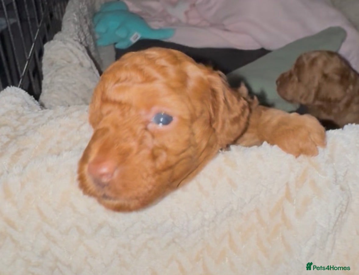 Toy Poodle dogs Two stunning red colour Toy Poodles.  - Advert 2
