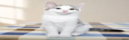 Mixed Breed cats for sale: Beautiful Home-Raised Kittens – Ready at 12 Weeks - Advert 11