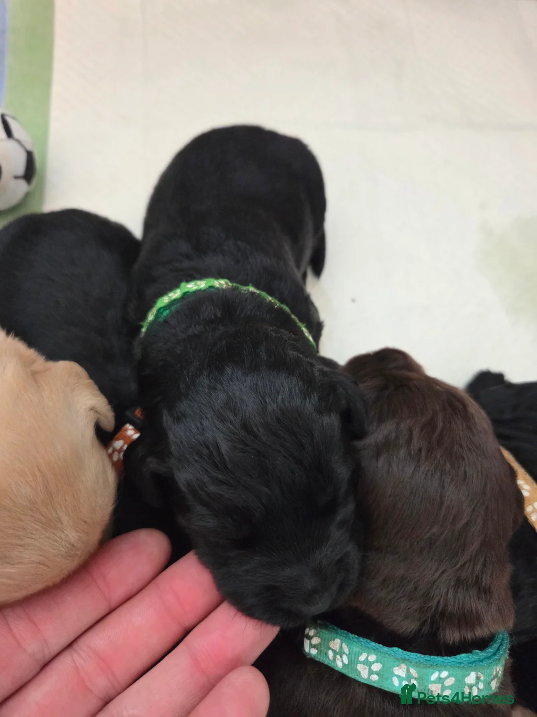 Labradoodle dogs for sale: Labrodoodle Puppies - Advert 33