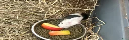 Guinea Pig rodents for sale: Family of guinea pigs  - Advert 6