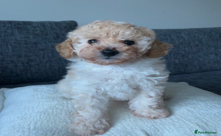 Cavapoo dogs - Advert 1