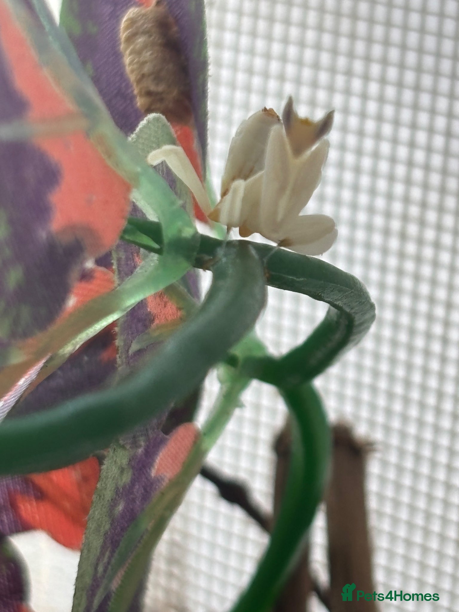 Praying Mantis invertebrates Various Praying Mantis for sale  - Advert 1