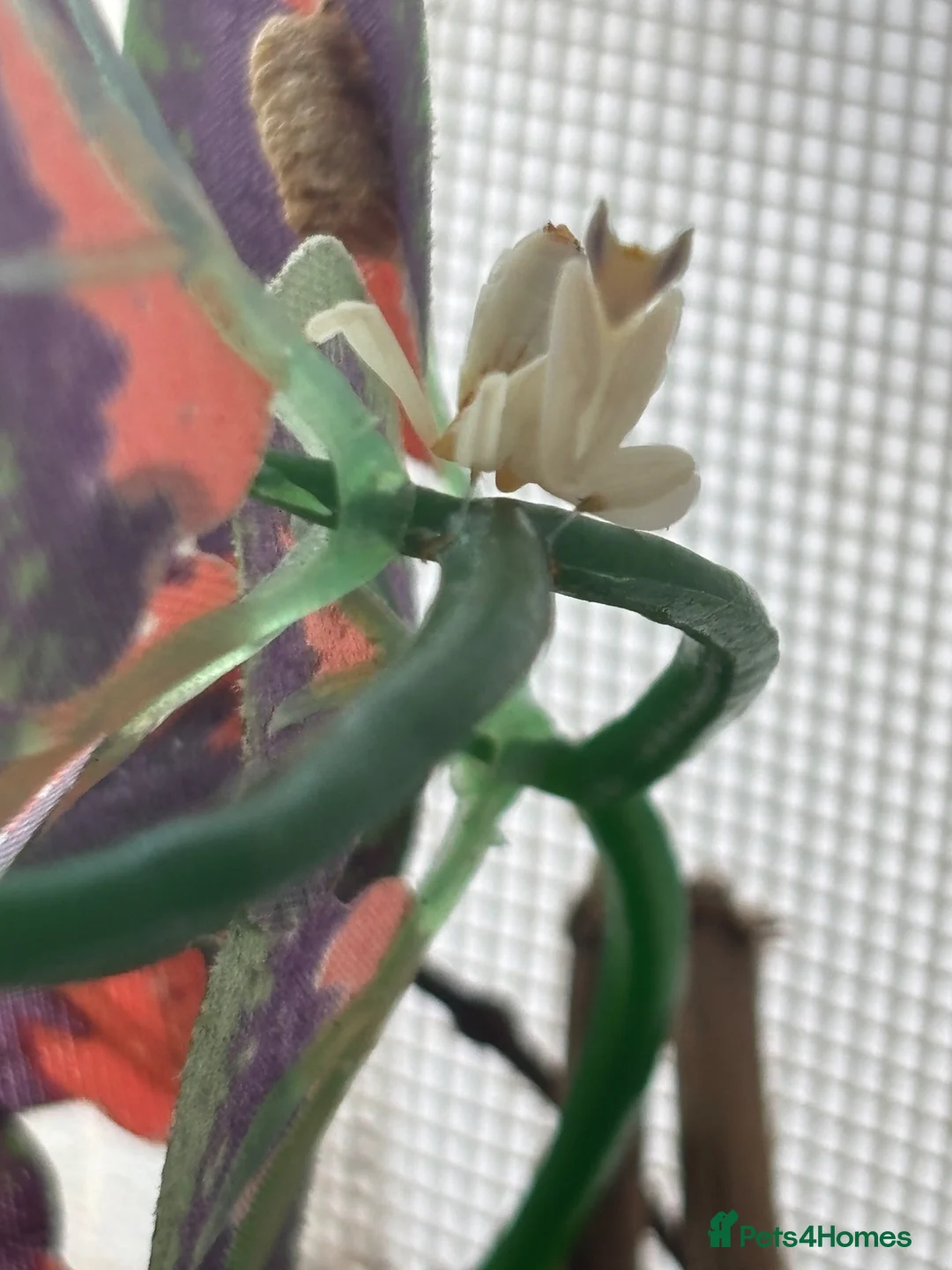 Praying Mantis invertebrates for sale: Various Praying Mantis for sale  - Advert 1