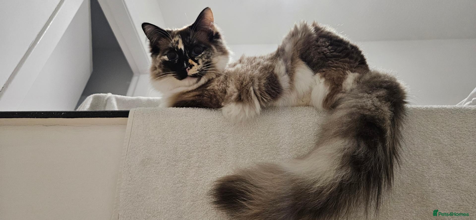 Ragdoll cats Beautiful Ragdoll cat 1 year old for sale - Advert 2