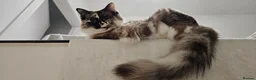 Ragdoll cats for sale: Beautiful Ragdoll cat 1 year old for sale in Montrose - Advert 1