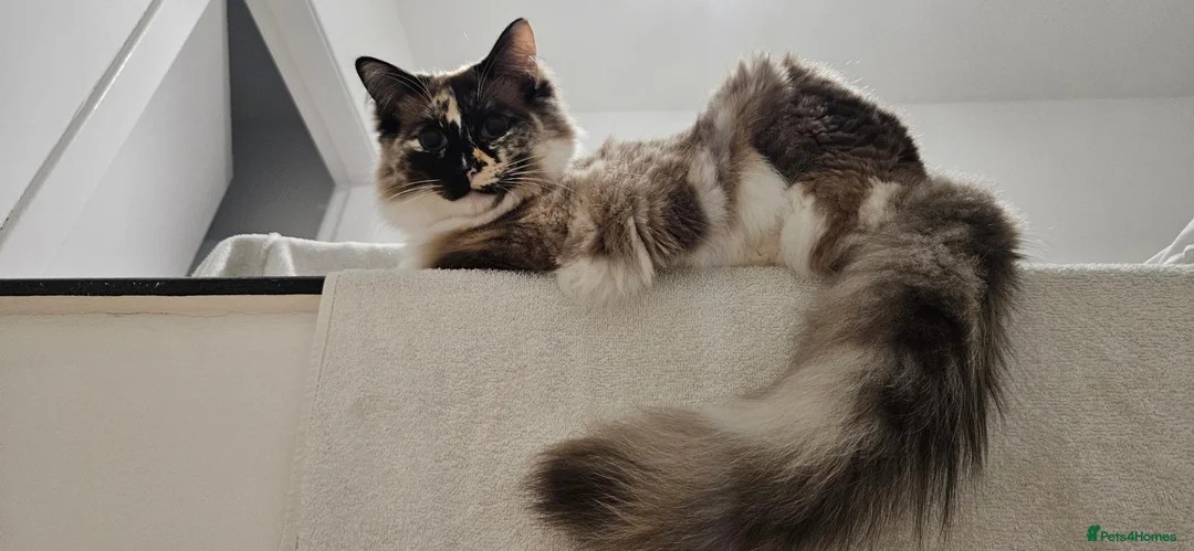 Ragdoll cats for sale: Beautiful Ragdoll cat 1 year old for sale in Montrose - Advert 1