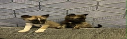 Huskita dogs for sale: Stunning little huski pups  - Advert 1