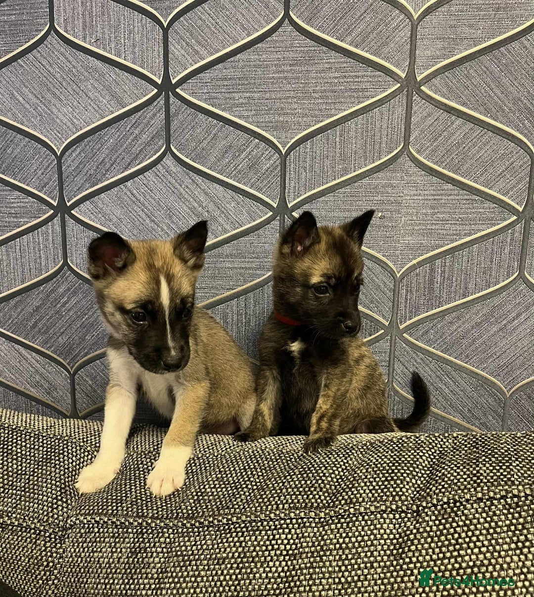 Huskita dogs for sale: Stunning little huski pups  - Advert 1
