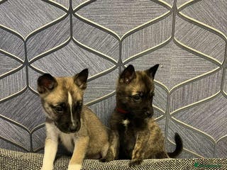 Huskita dogs Stunning little huski pups - Advert 6