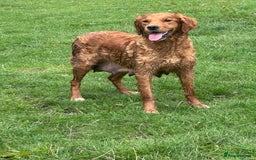 Golden Retriever dogs for sale: Ready to leave Working deep (red) puppies - Image 15